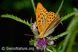 Kaisermantel (Argynnis paphia) auf Sumpf-Kratzdistel (Cirsium palustre) (C230901)