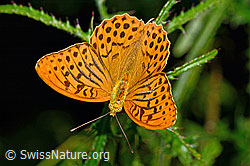 Kaisermantel (Argynnis paphia) auf Sumpf-Kratzdistel (Cirsium palustre) (C230902)