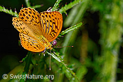 Kaisermantel (Argynnis paphia) auf Sumpf-Kratzdistel (Cirsium palustre) (C230903)