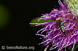 Gewöhnliche Schmalbiene (Lasioglossum calceatum) auf Sumpf-Kratzdistel (Cirsium palustre) (C230913)