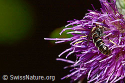 Gewöhnliche Schmalbiene (Lasioglossum calceatum) auf Sumpf-Kratzdistel (Cirsium palustre) (C230915)