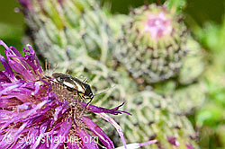 Sumpf-Kratzdistel (Cirsium palustre)