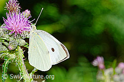 Grosser Kohlweissling (Pieris brassicae) an Sumpf-Kratzdistel (Cirsium palustre) (C230926)