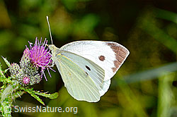 Grosser Kohlweissling (Pieris brassicae) an Sumpf-Kratzdistel (Cirsium palustre) (C230929)