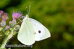 Grosser Kohlweissling (Pieris brassicae) an Sumpf-Kratzdistel (Cirsium palustre) (C230930)
