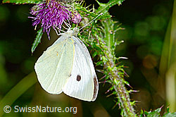 Grosser Kohlweissling (Pieris brassicae) an Sumpf-Kratzdistel (Cirsium palustre) (C230931)