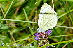 Gemeine Brunelle (Prunella vulgaris)