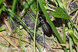Körniger Laufkäfer (Carabus granulatus) (03.07.2022, C231060)