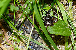 Carabus granulatus (C231062)