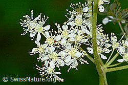 Moor-Geissbart (Filipendula ulmaria) (C231074)