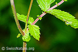 Moor-Geissbart (Filipendula ulmaria) (C231076)