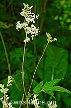 Moor-Geissbart (Filipendula ulmaria) (C231082)