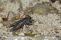 Gemeine Viehbremse (Tabanus bromius) (C231117)