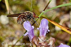 Gemeine Schnauzenschwebfliege (Rhingia campestris) an Gemeine Nachtviole (Hesperis matronalis)