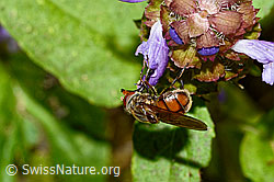 Gemeine Schnauzenschwebfliege (Rhingia campestris) an Gemeine Brunelle (Prunella vulgaris) (C231186)