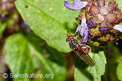 Gemeine Schnauzenschwebfliege (Rhingia campestris) an Gemeine Brunelle (Prunella vulgaris) (C231187)