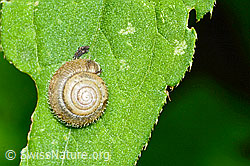 C231193: Seidenhaarschnecke (Trochulus sericeus)