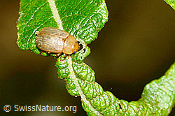 Gonioctena pallida (Blattkäfer) (C231235)
