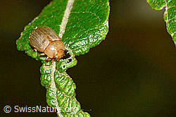 Gonioctena pallida (Blattkäfer) (C231236)