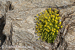 Bewimperter Steinbrech (Saxifraga aizoides) (C234796)