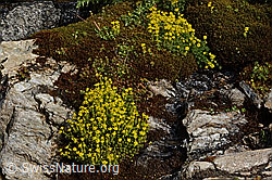 Bewimperter Steinbrech (Saxifraga aizoides) (C234797)