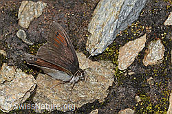 Schweizer Schillernder Mohrenfalter (Erebia tyndarus) (C234798)