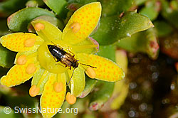 Anthophagus alpinus (Kurzflügler) auf Bewimpertem Steinbrech (Saxifraga aizoides) (21.07.2022, C234803)