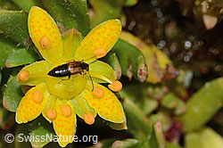 Anthophagus alpinus (Kurzflügler) auf Bewimpertem Steinbrech (Saxifraga aizoides) (C234804)