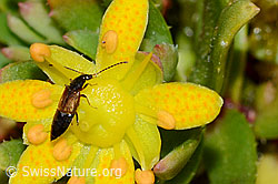 Anthophagus alpinus (Kurzflügler) auf Bewimpertem Steinbrech (Saxifraga aizoides) (C234806)