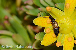 Anthophagus alpinus (Kurzflügler) auf Bewimpertem Steinbrech (Saxifraga aizoides) (C234807)