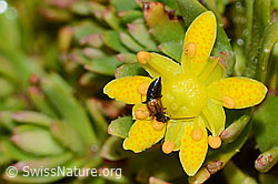 Anthophagus alpinus (Kurzflügler) auf Bewimpertem Steinbrech (Saxifraga aizoides) (C234808)