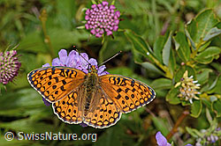 Stiefmütterchen-Perlmutterfalter (Argynnis niobe)