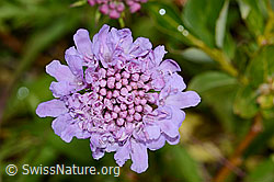 Glänzende Skabiose (Scabiosa lucida) (C234820)