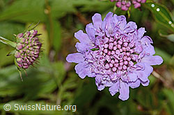 Glänzende Skabiose (Scabiosa lucida) (C234822)