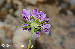 Glänzende Skabiose (Scabiosa lucida) (C234826)