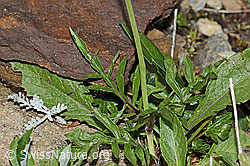 Glänzende Skabiose (Scabiosa lucida) (C234827)