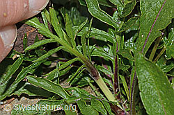 Glänzende Skabiose (Scabiosa lucida) (C234829)
