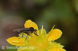 Bewimperter Steinbrech (Saxifraga aizoides)