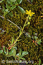 Bewimperter Steinbrech (Saxifraga aizoides) (C234900)