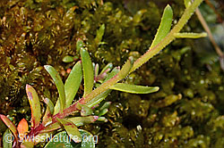 Bewimperter Steinbrech (Saxifraga aizoides) (C234901)