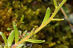 Bewimperter Steinbrech (Saxifraga aizoides) (C234902)