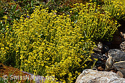 Bewimperter Steinbrech (Saxifraga aizoides) (C234907)