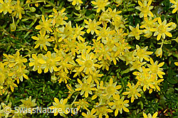 Bewimperter Steinbrech (Saxifraga aizoides) (C234908)