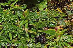Bewimperter Steinbrech (Saxifraga aizoides) (C234909)