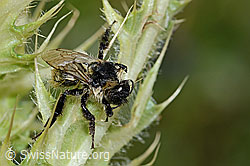Berghummel (Bombus mesomelas) auf Alpen-Kratzdistel (Cirsium spinosissimum) (C234940)