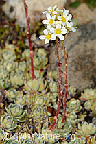 Trauben-Steinbrech (Saxifraga paniculata) (21.07.2022, C234969)