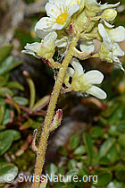 Trauben-Steinbrech (Saxifraga paniculata) (C234999)