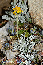 Graues Greiskraut (Senecio incanus) (C235007)