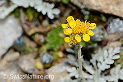 Graues Greiskraut (Senecio incanus) (C235008)
