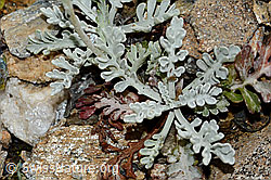 Graues Greiskraut (Senecio incanus) (C235009)